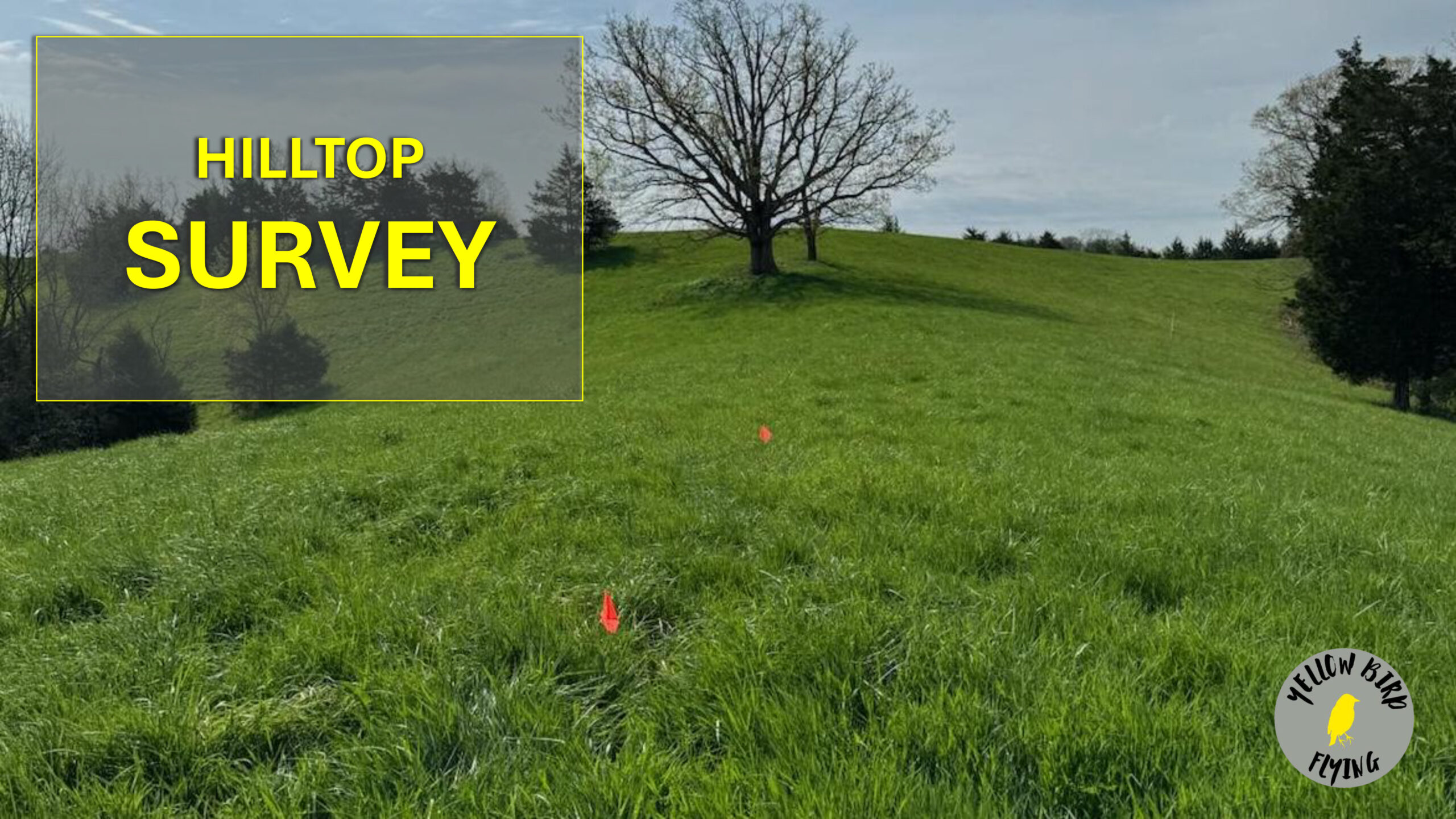 Yellow Bird Flying Hilltop Survey